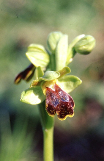Ophrys obaesa, Palermo.