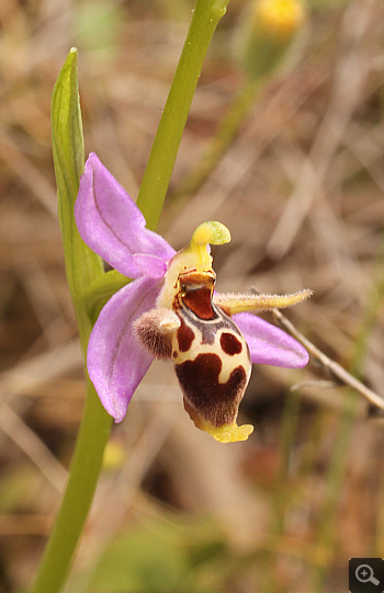 Ophrys oestrifera, Markopoulo.