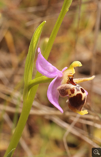 Ophrys oestrifera, Markopoulo.