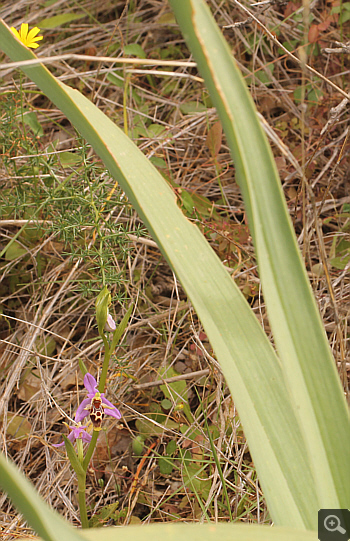 Ophrys oestrifera, Markopoulo.