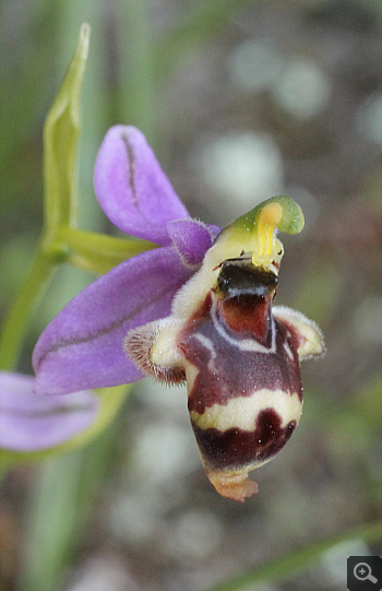 Ophrys oestrifera, Ramnounta.