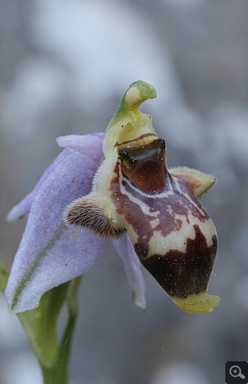 Ophrys oestrifera, Ramnounta.