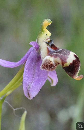 Ophrys oestrifera, Ramnounta.
