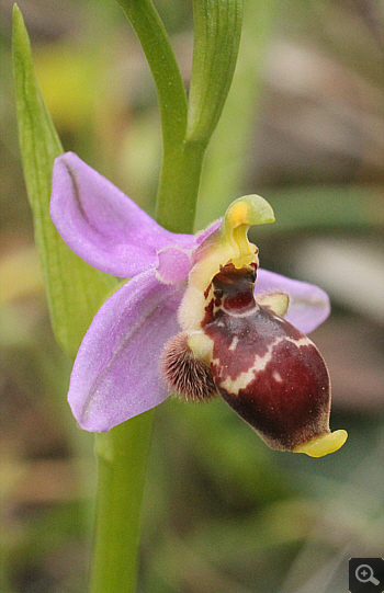 Ophrys oestrifera, Agios Christoforos.