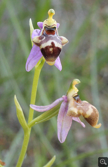 Ophrys oestrifera, Ramnounta.