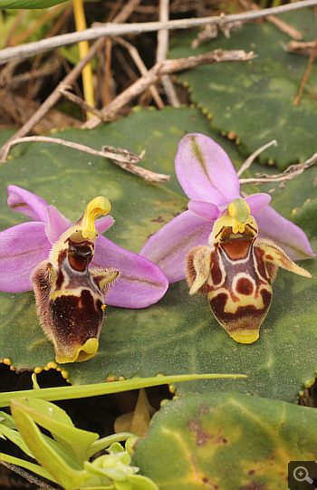 Ophrys oestrifera, Ampelokipi.