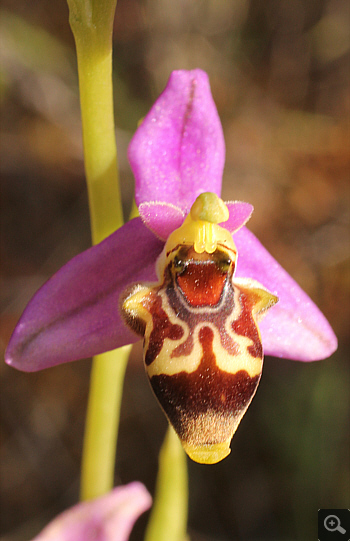 Ophrys oestrifera, Kato Souli.