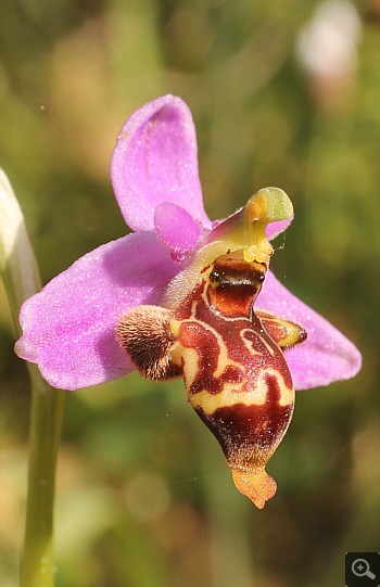 Ophrys oestrifera, Kato Souli.