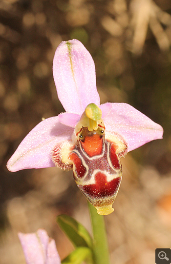 Ophrys oestrifera, Kato Souli.