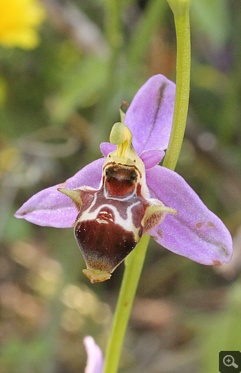 Ophrys oestrifera, Ramnounta.