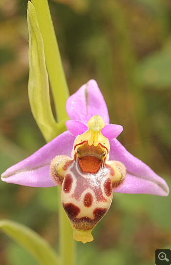 Ophrys oestrifera, Markopoulo.