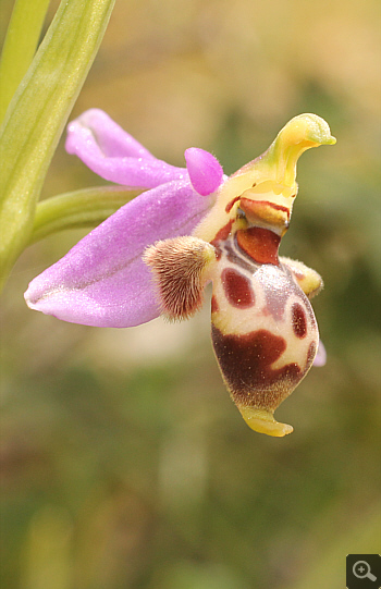 Ophrys oestrifera, Markopoulo.