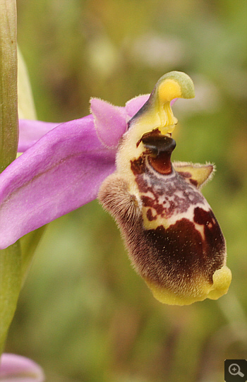 Ophrys oestrifera, Ampelokipi.