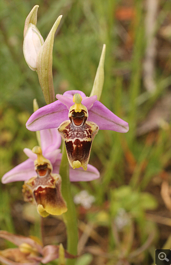 Ophrys oestrifera, Ampelokipi.