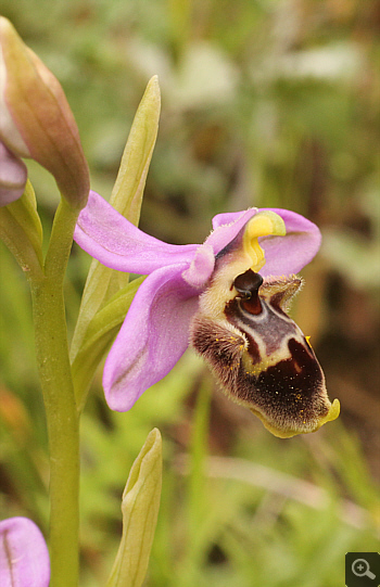 Ophrys oestrifera, Ampelokipi.