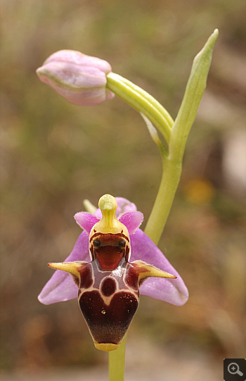 Ophrys oestrifera, Markopoulo.