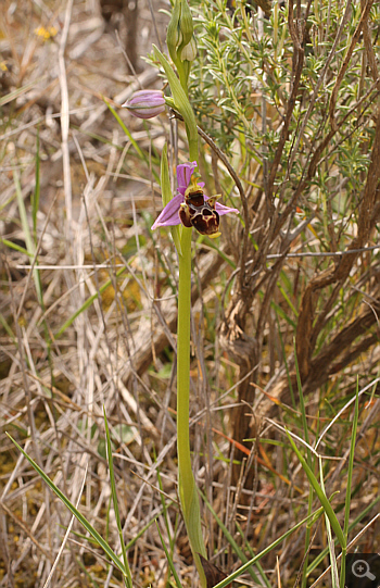 Ophrys oestrifera, Markopoulo.