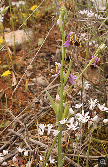 Ophrys oestrifera, Markopoulo.