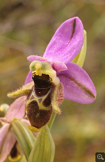 Ophrys oestrifera, Markopoulo.