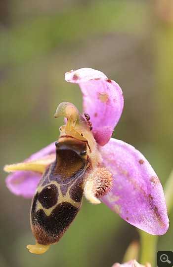 Ophrys oestrifera, Markopoulo.