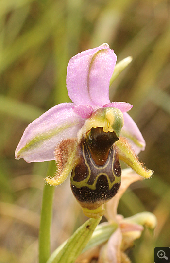 Ophrys oestrifera, Markopoulo.