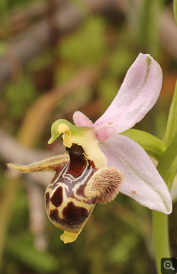Ophrys oestrifera, Markopoulo.