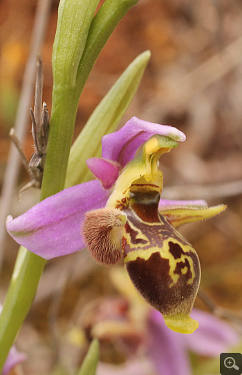 Ophrys oestrifera, Markopoulo.