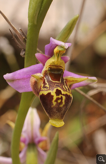 Ophrys oestrifera, Markopoulo.