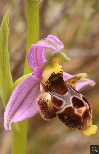 Ophrys oestrifera, Markopoulo.