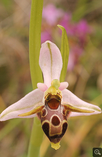 Ophrys oestrifera, Markopoulo.