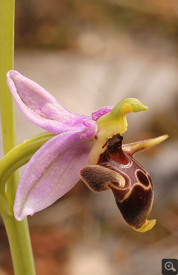 Ophrys oestrifera, Markopoulo.