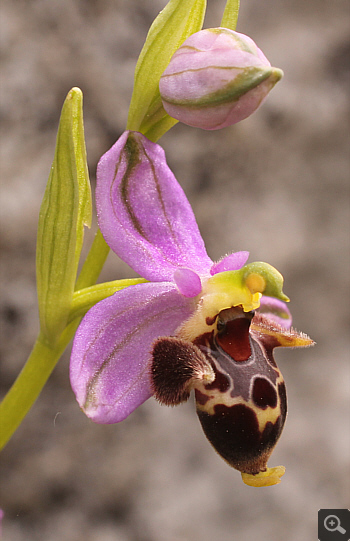 Ophrys oestrifera, Markopoulo.