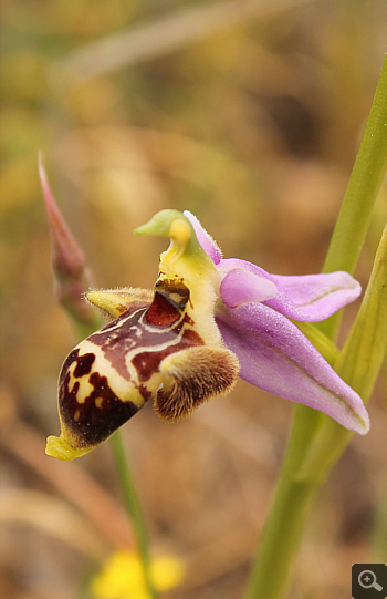 Ophrys oestrifera, Markopoulo.