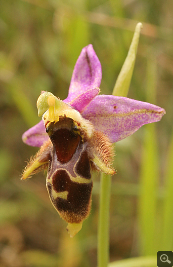 Ophrys oestrifera, Markopoulo.