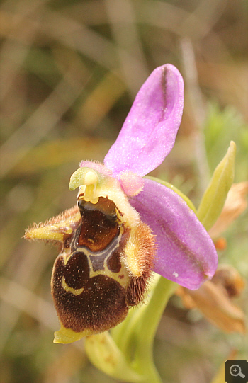 Ophrys oestrifera, Markopoulo.
