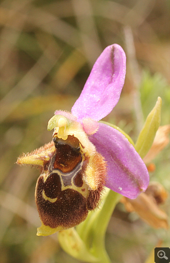 Ophrys oestrifera, Markopoulo.