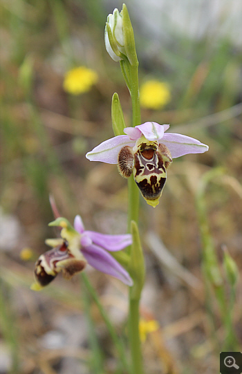 Ophrys oestrifera, Markopoulo.