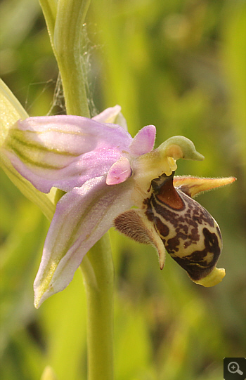 Ophrys oestrifera, Militsa.