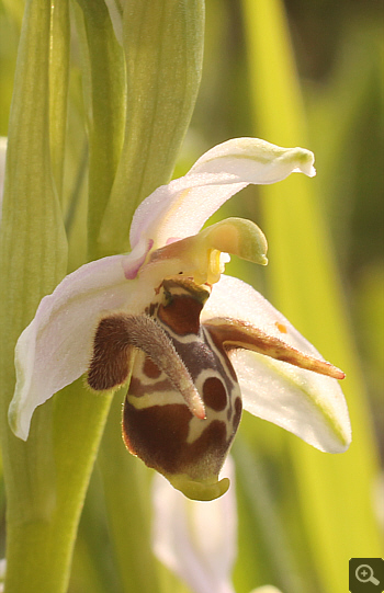 Ophrys oestrifera, Militsa.