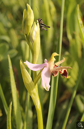 Ophrys oestrifera, Militsa.