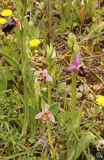 Ophrys oestrifera, Ampelokipi.