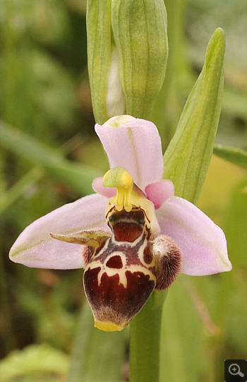 Ophrys oestrifera, Ampelokipi.