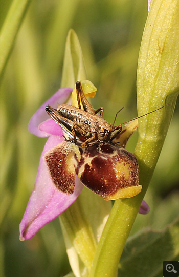 Ophrys oestrifera, Militsa.