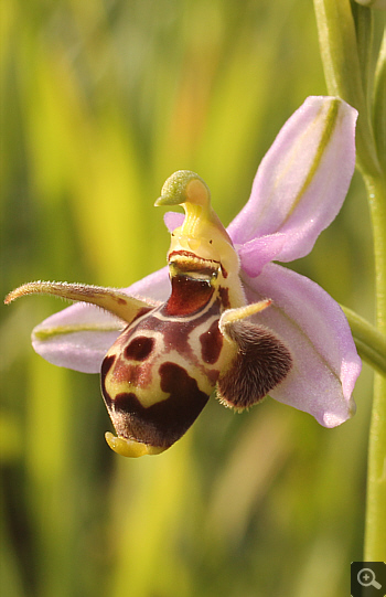 Ophrys oestrifera, Militsa.