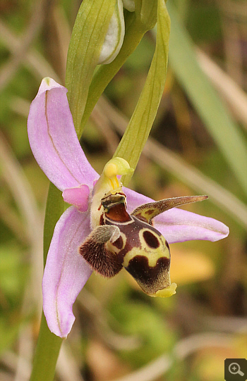 Ophrys oestrifera, Ampelokipi.