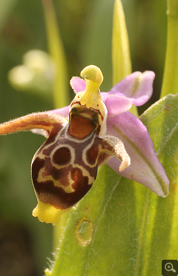 Ophrys oestrifera, Militsa.