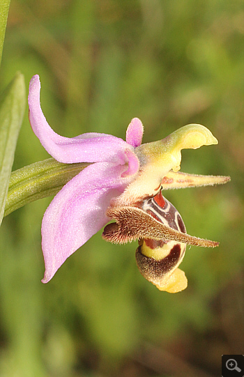 Ophrys oestrifera, Ampelokipi.