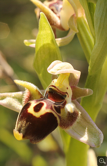 Ophrys oestrifera, Litochoro.