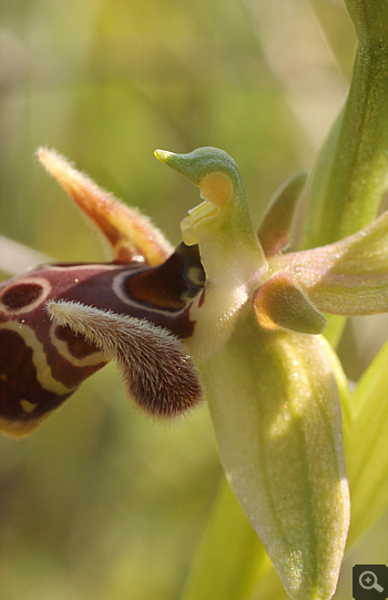 Ophrys oestrifera, Litochoro.