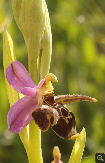Ophrys oestrifera, Militsa.